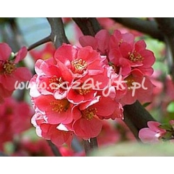 krzewy Pigwowiec japoński K28