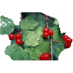 krzewy Porzeczka alpejska K93