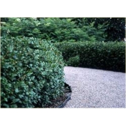 krzewy Porzeczka alpejska K93