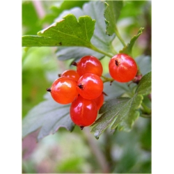 krzewy Porzeczka alpejska K93