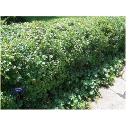 krzewy Porzeczka alpejska K93