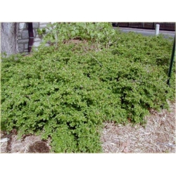 krzewy Porzeczka alpejska K93