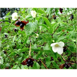 krzewy Różowiec biały K202