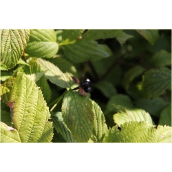 krzewy Różowiec biały K202