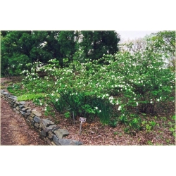 krzewy Różowiec biały K202