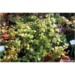 krzewy Różowiec biały K202