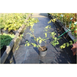 krzewy Różowiec biały K202