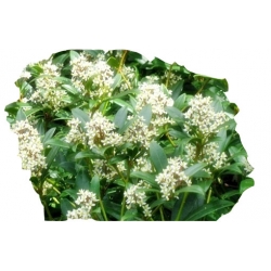 krzewy Skimia japońska K110