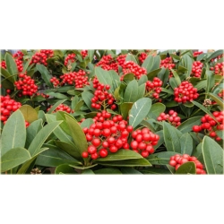 krzewy Skimia japońska K110