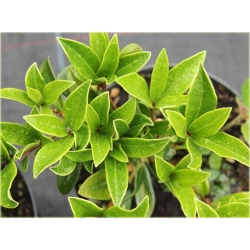 krzewy Skimia japońska K110