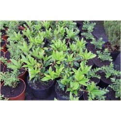 krzewy Skimia japońska K110