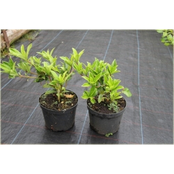 krzewy Skimia japońska K110