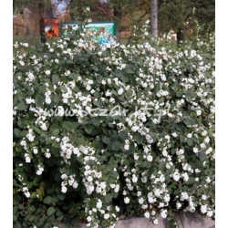 krzewy Śnieguliczka biała K65