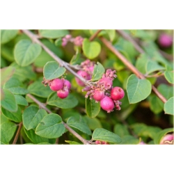 krzewy Śnieguliczka Chenaulta Hancock K142