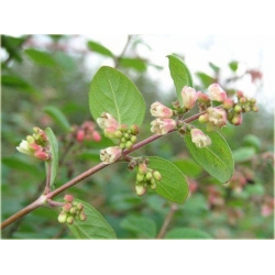 krzewy Śnieguliczka Chenaulta Hancock K142