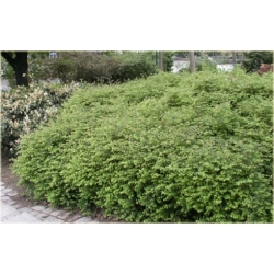 krzewy Śnieguliczka Chenaulta Hancock K142