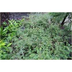 krzewy Śnieguliczka Chenaulta Hancock K142