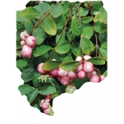 krzewy Śnieguliczka Chenaulta Hancock K142