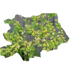 krzewy Śnieguliczka Chenaulta K115