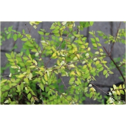 krzewy Śnieguliczka Chenaulta K115