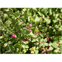 krzewy Śnieguliczka Chenaulta K115