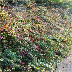 krzewy Śnieguliczka Chenaulta K115