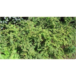 krzewy Śnieguliczka Chenaulta K115