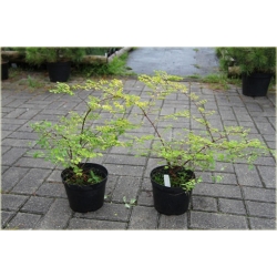 krzewy Śnieguliczka Chenaulta K115