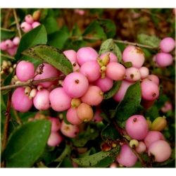 krzewy Śnieguliczka Doorenbosa K140