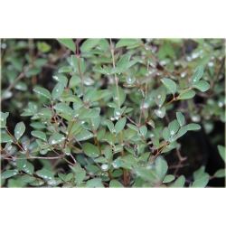 krzewy Śnieguliczka Doorenbosa K140