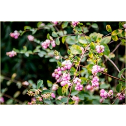 krzewy Śnieguliczka Doorenbosa K140