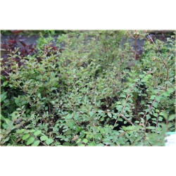 krzewy Śnieguliczka Doorenbosa K140