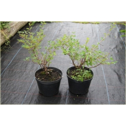 krzewy Śnieguliczka Doorenbosa K140