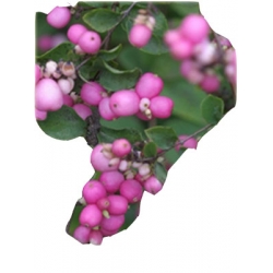 krzewy Śnieguliczka Doorenbosa K140