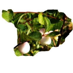 krzewy Śnieguliczka Doorenbosa Taiga K120