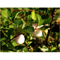 krzewy Śnieguliczka Doorenbosa Taiga K120