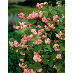 krzewy Śnieguliczka Doorenbosa Taiga K120