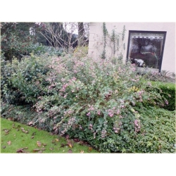 krzewy Śnieguliczka Doorenbosa Taiga K120