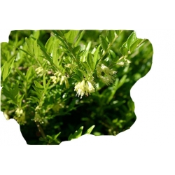 krzewy Suchodrzew chiński K101