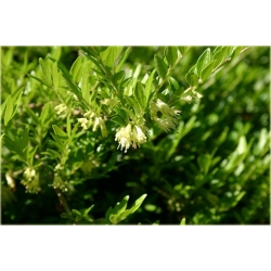 krzewy Suchodrzew chiński K101