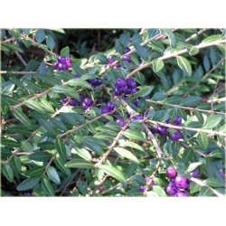 krzewy Suchodrzew chiński K101