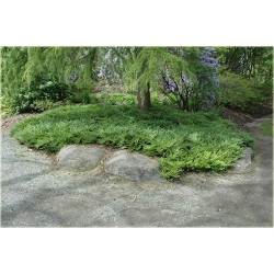 krzewy Suchodrzew chiński K101