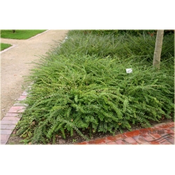 krzewy Suchodrzew chiński K101