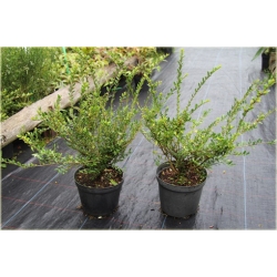 krzewy Suchodrzew chiński K101