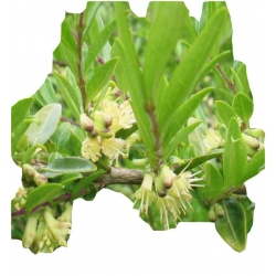 krzewy Suchodrzew lśniący Elegant K99