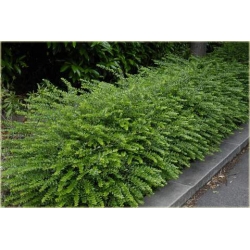 krzewy Suchodrzew lśniący Elegant K99