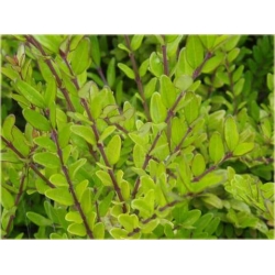 krzewy Suchodrzew lśniący Elegant K99