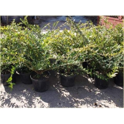 krzewy Suchodrzew lśniący Elegant K99