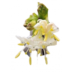 krzewy Suchodrzew Purpusa K130