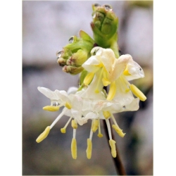 krzewy Suchodrzew Purpusa K130